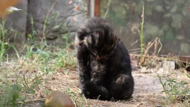 Lindo Gatito Caminando Aire Libre Pequeño Gato Observando Jardín Mascota — Vídeos de Stock