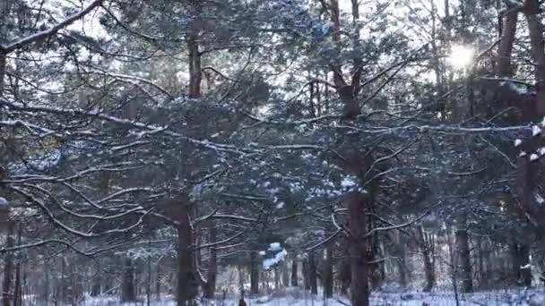 Snowy Magiczny Las Zimie Spacer Zimowym Lesie Pokrytymi Śniegiem Drzewami — Wideo stockowe