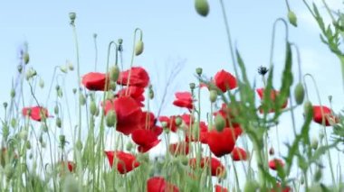 Kırmızı gelincik çiçekleri mavi arka planda, yakın planda. Güneş ışığına karşı çiçek açan güzel kır çiçekleri. Anma Günü kavramı, doğanın güzelliği.