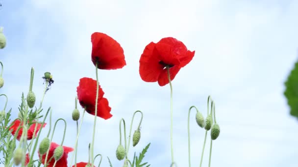 Flores Amapola Roja Naturaleza Salvaje Sobre Fondo Cielo Azul Primer — Vídeos de Stock