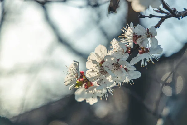 나무는 봄날해질 무렵이면 공원에서 피웁니다 아름다운 자연의 사진을 사진을 확대하고 — 스톡 사진
