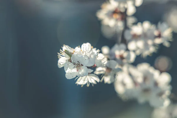 Apricot Tree Blossom City Park Spring Sunset Time Beautiful Nature — Stock Photo, Image