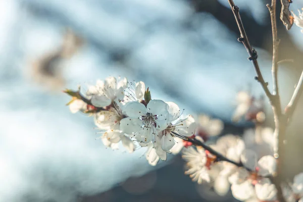 Sárgabarackfa Virágzás Városi Parkban Tavaszi Napnyugtakor Gyönyörű Természeti Háttér Toned — Stock Fotó