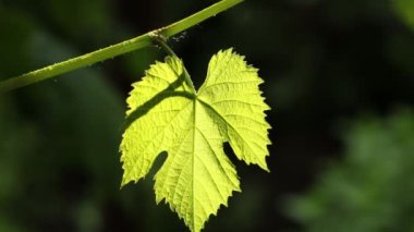 Dalın üzerinde yeşil üzüm yaprakları ve günbatımının arka planında bahçede su damlaları var. Yağmurda bitki, yakın çekim, dinamik sahne