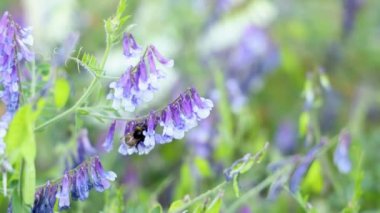 Bumblebee tarladaki çalı çiçeklerinde nektar ve polen toplar. Mor ve beyaz bezelye çiçekleri çiçek açar. Gün batımı arka plan ışığı, alan derinliği