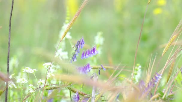 Шмели Собирают Нектар Пыльцу Полевых Цветах Цветут Фиолетовые Белые Цветы — стоковое видео