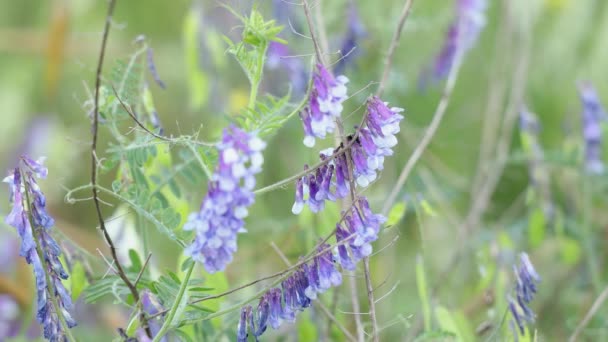 Hommels Verzamelen Nectar Stuifmeel Wikke Bloemen Het Veld Violet Wit — Stockvideo