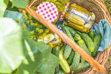 Bahçede salatalık turşulu sepet ve yeşil yapraklı salatalık bitkileri ve sarı çiçeklerle çevrili malzemeler. Çiğ taze organik gıda..