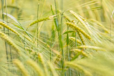 Wheat Rye Field, Ears of wheat close up. Harvest and harvesting concept. Ripe barley on the field on late summer morning time, sunrise backlight, shallow depth of the field, selective focus