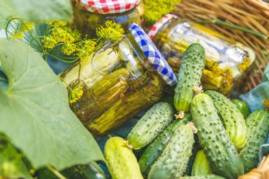 Bahçede salatalık turşulu sepet ve yeşil yapraklı salatalık bitkileri ve sarı çiçeklerle çevrili malzemeler. Çiğ taze organik gıda..