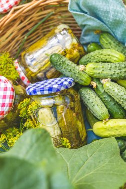 Bahçede salatalık turşulu sepet ve yeşil yapraklı salatalık bitkileri ve sarı çiçeklerle çevrili malzemeler. Çiğ taze organik gıda..