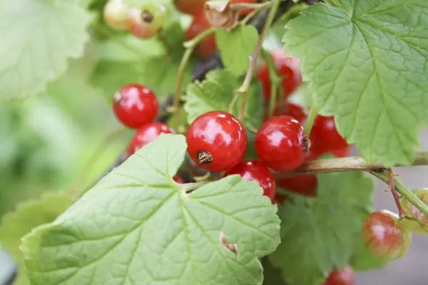 Свежая красная смородина, свежие ягоды, избирательный фокус — стоковое фото