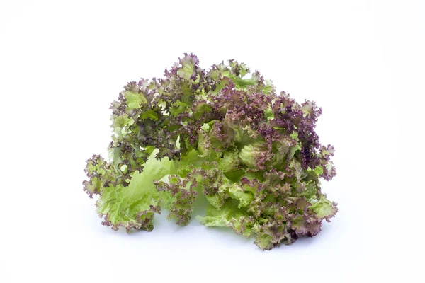 Lollo Rossa, lettuce isolated on white background