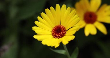 Kıpır kıpır sarı bir kadife çiçeğinin, yaz esintisinde yavaşça sallanan kırmızı merkezli doğal güzelliği ve dinginliği temsil eden koyu yeşil bir arka plan.