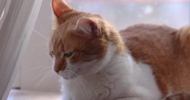 Sevimli kızıl ve beyaz evcil kedi dudaklarını yalıyor ve sıcak bir pencere eşiğinde yavaşça uykuya dalıyor. Yavaş çekimde sıcak öğleden sonra güneşinin tadını çıkarıyor.