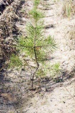 Genç çam ağacı yakın çekim