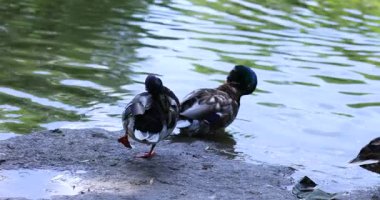 İki vahşi erkek yaban ördeği bir göletin kıyısında tüylerini temizliyor ve rahatlatıyor. Güzel, yanardöner yeşil başlarını ve huzurlu doğal ortamdaki tüylerini gösteriyorlar.