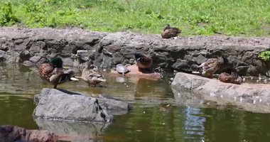 Birkaç yaban ördeği ve bir kaplumbağa gölette dinlenirken, sıradan bir güvercin parktaki güneşli bir günün tadını çıkarırken, karaya yakın bir yerde karaya çıkar.