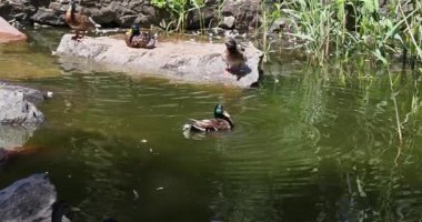 Yaban ördeği yeşil yanardağ başıyla tüylerini temizler ve su sıçratır. Bu arada diğer ördekler de yaz güneşinin altındaki bir kayanın üzerinde dinlenir.