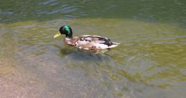 Kafasında parlak yeşil tüylerle zarif erkek yaban ördeği sakin bir göletin berrak, sığ sularında yüzüyor, gagasını kumlu taban boyunca beslemek için daldırıyor.