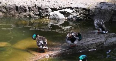 Üç güzel erkek yaban ördeği, güneşli bir günde güneşli bir günde sakin bir gölün kenarındaki bir kayanın üzerinde dikilirken titizlikle rengarenk tüylerini temizler.