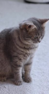 Yumuşak bir halının üzerine uzanmış güzel yeşil gözleri olan tüylü gri tekir kediyi kapat, sakin ve rahat bir ifadeyle doğrudan kameraya bak.