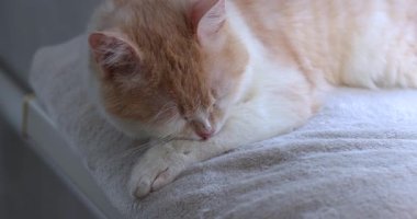 Pofuduk krem ve beyaz evcil kedi ön patisini titizlikle yalıyor ve tımar ederken yavaş çekimde yumuşak bir battaniyede dinleniyor ve doğal kedi hijyeni davranışı sergiliyor.