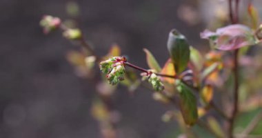 Küçük yeşil çiçekler narin bir dalda tomurcuklanır güneşli bir bahar gününde rüzgarda hafifçe sallanır, yeni renkli yapraklar ortaya çıkar ve odak arkaplanı yumuşaktır.