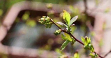 Taze yeşil yaprakları ve tomurcuklanmamış çiçek tomurcukları ile narin bir ağaç dalına yakın rüzgarda salınan, yeni yaşamı ve baharda doğanın uyanışını simgeleyen