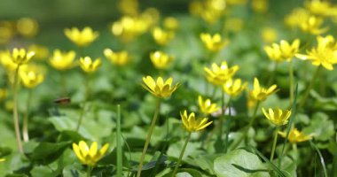 Küçük sarı ficaria verna çiçekleri, daha az celandine ya da pilewort olarak da bilinir, güneşli bir bahar gününde rüzgarda sallanarak yeşil bir arka plan ve güzel bir bokeh