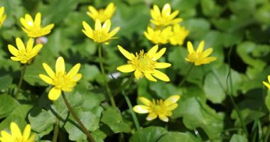 Daha az celandin ya da pilewort olarak da bilinen parlak sarı floria verna çiçekleri, yeşil bir çayırda çiçek açıyor ve güneşli bir bahar gününde hafif hafif sallanıyor.
