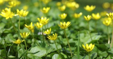 Parlak sarı daha az selandin çiçekleri güneşli bir bahar gününde rüzgarda hafifçe sallanırlar. Bereketli kır çiçekleri canlı yeşil bir çayırda çiçek açıp huzurlu bir doğal arka plan oluşturuyorlar.
