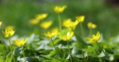 Küçük sarı kır çiçekleri, muhtemelen daha az selandin, güneşli bir bahar gününde rüzgarda hafifçe sallanıyor yeşil bir çayırda güzel bulanık bir arka plan ve yumuşak, doğal ışıklandırmayla.