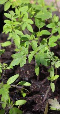 Yumuşak yapraklı küçük yeşil domates fideleri zengin, koyu toprakta yetişiyor, bahar boyunca bir ev bahçesine ekilmeye hazır, yavaşça güneş ışığında sallanıyor.