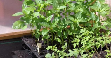 Genç biber ve domates fideleri ve canlı yeşil yapraklar bir seranın içindeki filizlenme tepsisinde yetişiyor. Bahar ekme mevsiminde bir ev bahçesine nakledilmeye hazır.