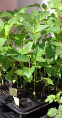 Bereketli toprakla çocuk odası tepsisinde yetişen bol miktarda yeşil biber tohumu yavaş yavaş sulanıyor. Parlak güneş ışığı altında canlı yaprakların üzerine tatlı su damlacıkları dökülüyor.