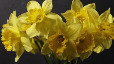 Taze sarı nergis buketini kapayarak yaprakların üzerine köpüklü su damlacıkları damlatarak yavaşça koyu bir arkaplan üzerinde dönerek bahar çiçeklerinin karmaşık detaylarını ortaya çıkarıyor.