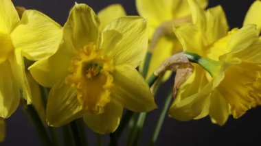 Koyu bir zemin önünde dönen parlak sarı narsisli çiçekler buketi. Güneş ışığı narin taç yapraklarını ve bahar çiçeklerinin zengin dokusunu vurguluyor.