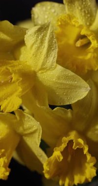 Sabah çiğ damlalarıyla kaplı güzel sarı nergis buketleri, bahar çiçeklerinin canlı güzelliklerini gözler önüne sererek karanlık, zarif bir zemin önünde yavaşça dönüyor.