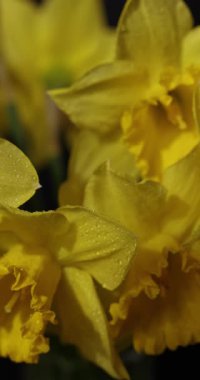 Narin su damlacıklarıyla kaplı canlı sarı nergis çiçeklerinin aşırı yakın çekim gücü, yavaşça koyu, zıt bir arka plana doğru dönüyor, taze bahar yapraklarını parlaklaştırıyor