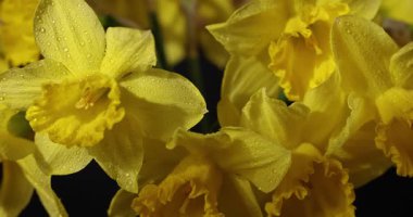 Yaprakların üzerine su damlaları damlayan taze sarı nergis buketleri yavaşça dönüyor. Bu canlı renklere sahip bahar çiçekleri yeniden doğuşun ve yeni başlangıçların sembolüdür.