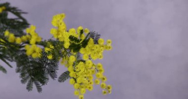 Güzel sarı mimoza çiçeği, bahar ve uluslararası kadın gününün sembolü, yumuşak gri bir zemine yavaşça sallanıyor, yavaş çekim, kavramsal sezonsal video ve kopyalama alanı
