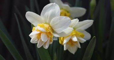 İki narin, beyaz ve sarı, yeşil yapraklı nergis çiçekleri zarif bir bahar esintisi esintisinde salınan koyu, doğal bir arka plan, güzelliği ve yeniden doğuşu simgeliyor.