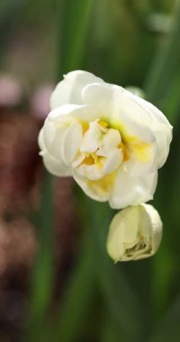 Narin beyaz ve sarı bir çift nergis çiçeğinin yavaşça yaklaşması altında kapalı bir tomurcuk, yumuşak bir odak yeşil ve kahverengi bahçeye hafifçe sallanarak