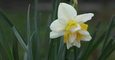 Fırfırlı yaprakları rüzgarda hafifçe sallanan güzel, beyaz ve sarı nergis çiçekleri bahar günü yemyeşil yaprakların yumuşak odak arka planına karşı dururlar.