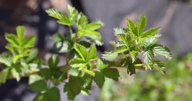Hassas, genç ahududu yaprakları bahçede güneşli bir bahar gününde rüzgarda hafifçe çırpınıyor. Bitki sapındaki yeni büyüme, büyüme mevsiminin başlangıcını simgeliyor.