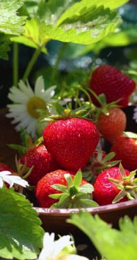 Yeşil yapraklar ve papatya çiçekleri arasında seramik bir kasede taze toplanmış kırmızı çilekler yaz yağmuruyla sulanır ve organik tarım ve sağlıklı beslenme kavramını ön plana çıkarır.