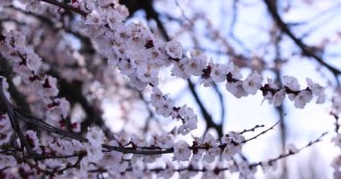 Narin bahar esintisinde sallanan bir ağaç dalında açan narin pembe kayısı çiçekleri. Yumuşak odaklı güzel çiçek arkaplanı huzurlu ve huzurlu bir atmosfer yaratıyor.