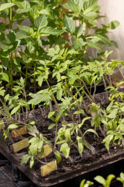 Genç yeşil domates ve biber tohumları plastik bir tepsi içinde bireysel toprak hücrelerinde gelişerek iç organik bir bahçe yatağına nakledilmeye hazırlanıyorlar.