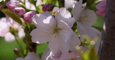 Pembe ve beyaz bir kiraz çiçeğinin güzelliği bahar meltemiyle hafifçe savruluyor, yumuşak güneş ışığı yapraklarında ince gölgeler yaratıyor ve bulanık yeşil bir arka plan oluşturuyor.
